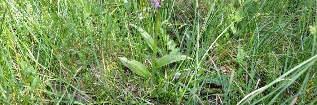 májový (Dactylorhiza majalis) z dílčí