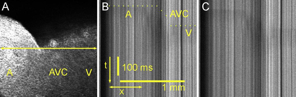 F. Vostarek et al.