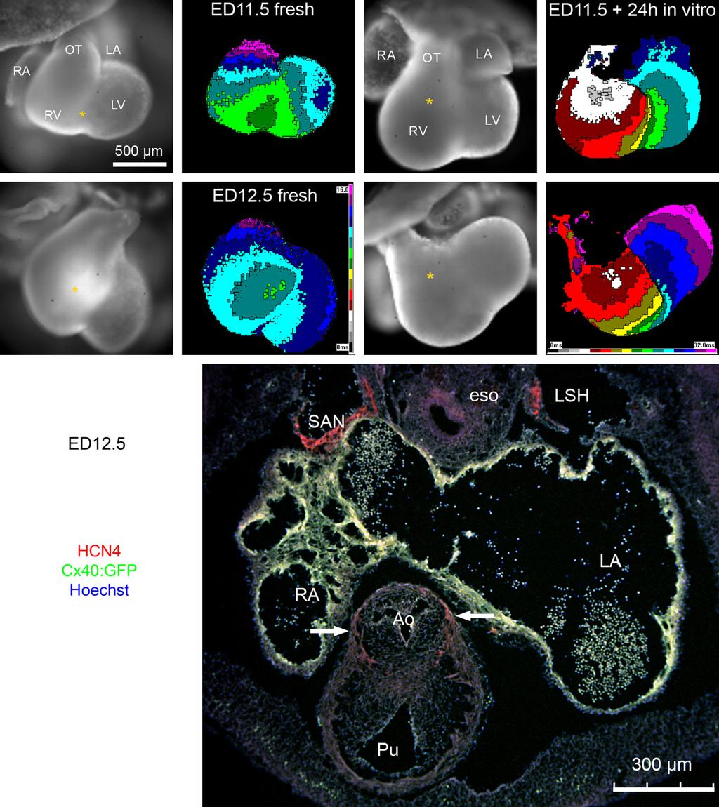 266 F. Vostarek et al. / Progress in Biophysics and Molecular Biology 115 (2014) 261e269 Fig. 4. Ectopic activation of cultured mouse embryonic hearts.