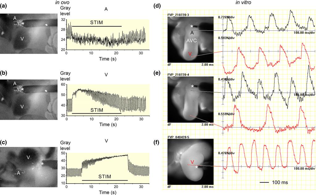 Temperature effects on embryonic heart F Vostarek et al. Acta Physiol 2016 Figure 4 Artificial stimulation uncovers conduction limits.