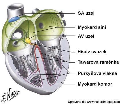 2.2 Převodní systém srdeční a elektrofyziologie srdce Převodní systém srdeční je specializovaná část srdeční svalové tkáně, která má schopnost generovat elektrické impulsy a díky své vysoké