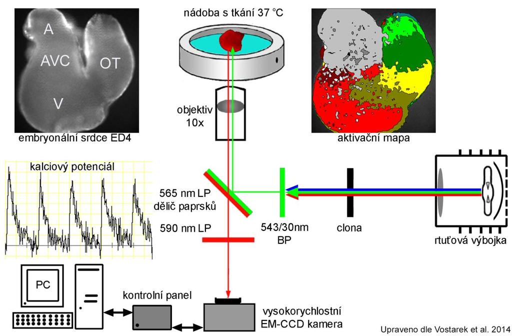 Obrázek 8 Experimentální schéma optického mapování intracelulární dynamiky kalcia u ED4 kuřecího embryonálního srdce in vitro. A síň, AVC AV kanál, V komora, OT výtoková část. 4.