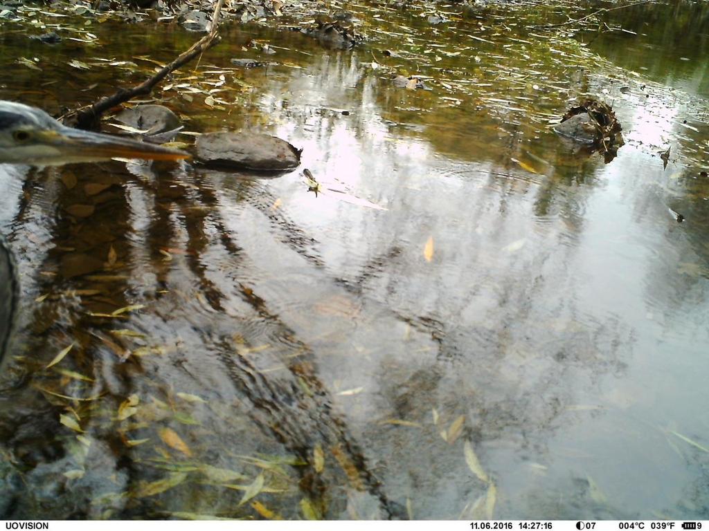 Volavka popelavá (Ardea cinerea) Lokalita Stroupinský potok.
