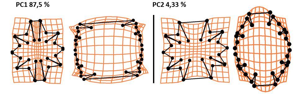 M. furcata M. thomasiana M. rotata M. papillifera M. crux-melitensis M. semiradiata M. truncata M. americana M. fimbriata M. denticulata M. brachyptera M. jenneri M. oscitans Obr.