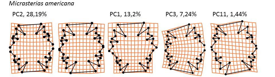 dohromady vysvětlily 96,7 % celkové variability. Relativně nejvýznamnějším asymetrickým segmentem variability je pak asymetrie horno-dolní (2,6 % vysvětlené variability).