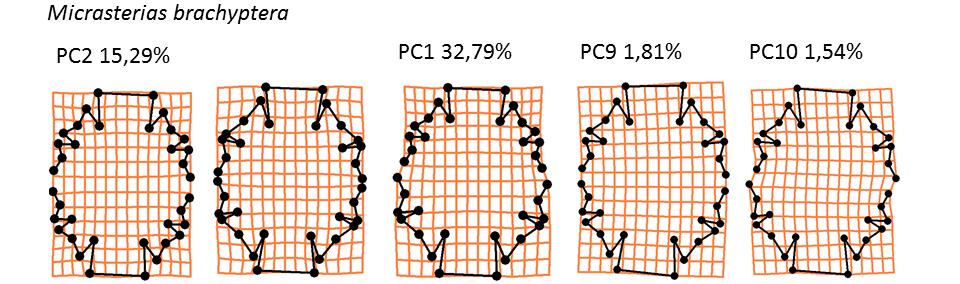 Hodnota v závorce za pořadím os ukazuje celkové množství vysvětlené variability Typ variability popsané jednotlivými osami Pořadí osy a vysvětlená variabilita Symetrická 1, 2, 3, 4, 6, 7, 8, 11, 12,