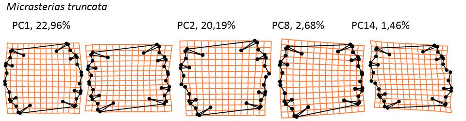 Obr. 10: Trendy popsané osami, které vysvětlují nejvíce variability pro daný typ symetrie či asymetrie a procenta variability, která se těmito osami podařilo vysvětlit.