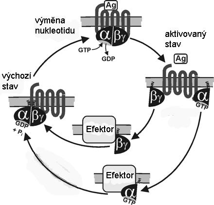 Obr. 1: schéma funkce GPCR. Ag = agonista (upraveno podle Wettschureck et al., 2005) 4. Metabotropní glutamátové receptory Metabotropní glutamátové receptory patří do 3.