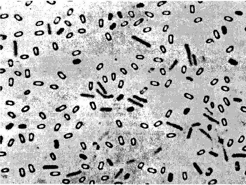 V přírodě nejrozšířenější Bacillus subtilis je téměř všudypřítomný. Tvoří poměrně malé peritrichní buňky a produkuje několik polypeptidových antibiotik.