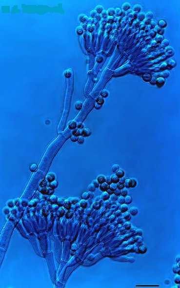 Penicillium chrysogenum je jedním z hlavních zástupců plísní produkujících kyselinu 6- aminopenicilánovou,