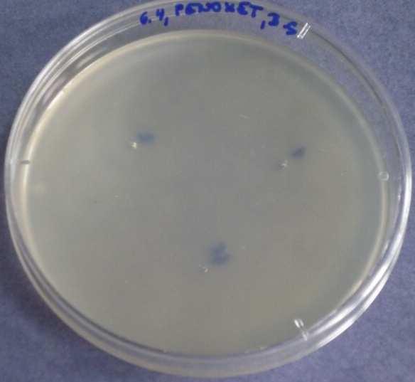 a) b) Obr. 5.17: Fenoxyethanol 5. den a) Bacillus subtilis, b) Penicillium chrysogenum Další obrázky jsou v Příloze 9.5. 5.2.1.4 Ultracide MI 09 (Methylisothiazolinon) Tabulka udává průměrné velikosti inhibičních zón a jejich směrodatné odchylky.