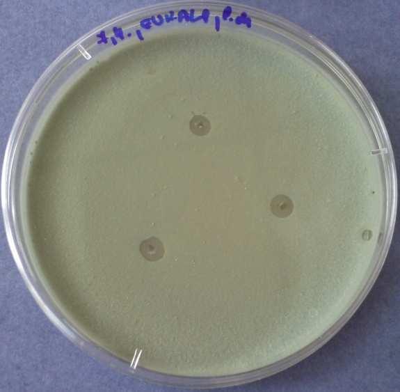 Celkově má tato přírodní látka samostatně, spíše v koncentrovanější podobě, dobrý inhibiční účinek jak proti Bacillus subtilis, tak proti Penicillium chrysogenum. Na obrázku Obr. 5.
