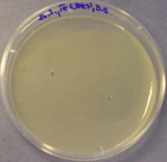 5.2.2.7 Terpentýnová silice Třetí den vykazovala neředěná terpentýnová silice velmi dobrý inhibiční účinek proti Bacillus subtilis.