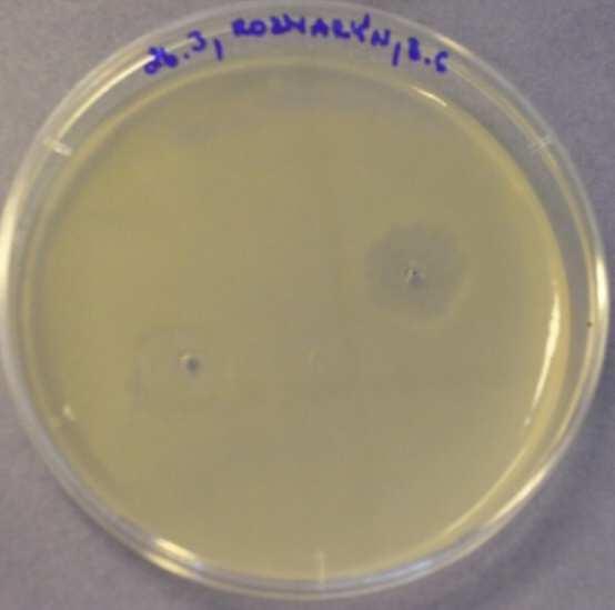 5.2.2.8 Rozmarýnová silice Rozmarýnový olej je schopen inhibovat růst Bacillus subtilis.