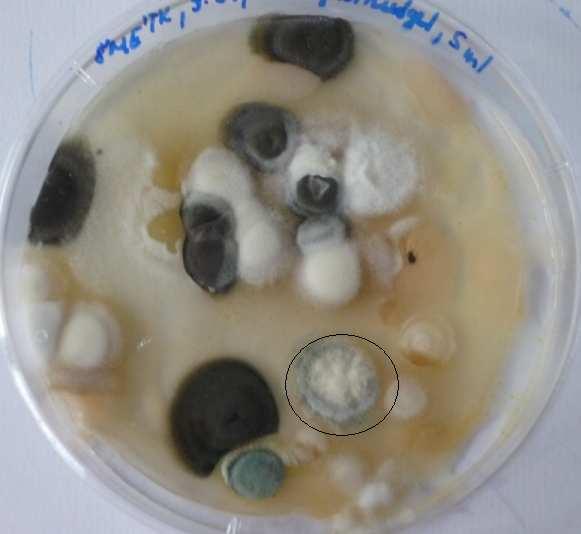 konidiofory při okraji kolonie. Ze spodní strany nebyl v médiu vytvořený žádný pigment.