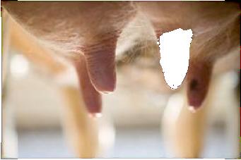 Zvýšené ztráty z mastitid!