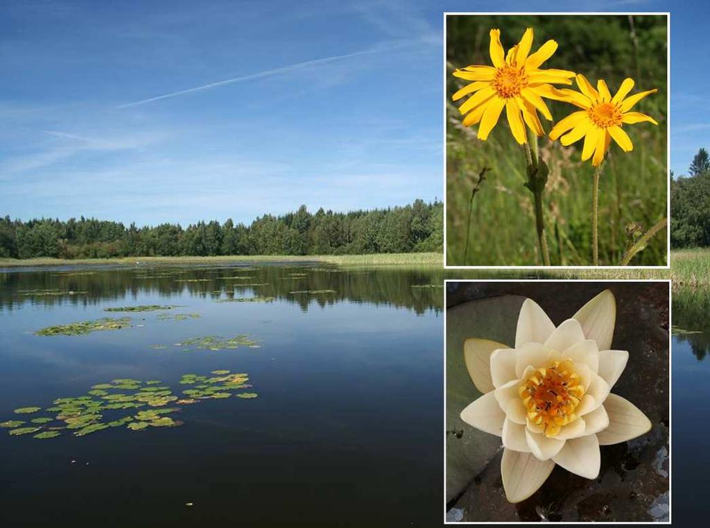 Botanický inventarizační průzkum Přírodní rezervace Skalák u Senotína Ester Ekrtová & Libor Ekrt 2009 Katedra botaniky, Přírodovědecká fakulta, Jihočeská univerzita v Českých Budějovicích,