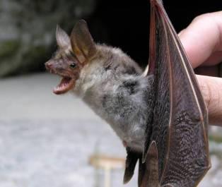 Myotis myotis