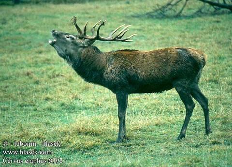 elaphus maral jelen kavkazský; bílý