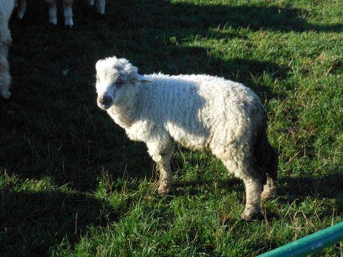 regenerační procesy v obnově kůže a odbourávají škodlivé produkty zánětu. Někdy je nutné zvířeti podat i celková antibiotika z důvodu možné sepse.