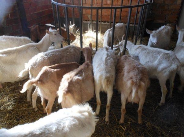 Patogeneze Všenky se vyskytují na celém těle, ale především se infestují na krku a hřbetě, břiše a vnitřní