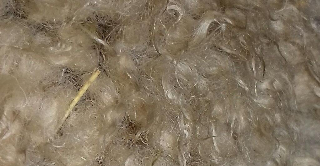 Terapie Nejvhodnějším řešením jak se zbavit vývojových stádií a dospělců klošů je ovce ostříhat s následnou antiparazitární léčbou.
