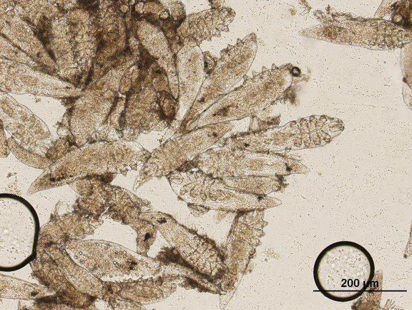 Demodikóza Demodex sp. se řadí mezi permanentní parazity ovcí a koz a častěji se vyskytuje v chovu koz. U koz způsobuje onemocnění Demodex caprae a u ovcí Demodex ovis.