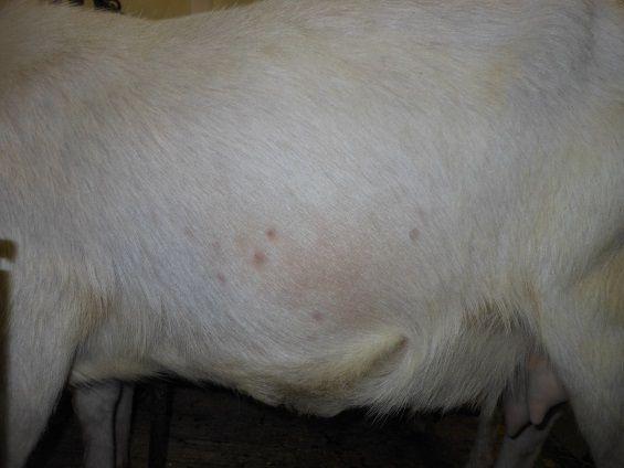 Klinické příznaky Noduly na krku, hrudníku, břichu či končetinách jsou velké 2 12 mm a jsou vyplněné hustým exsudátem, ve kterém Demodex žije.