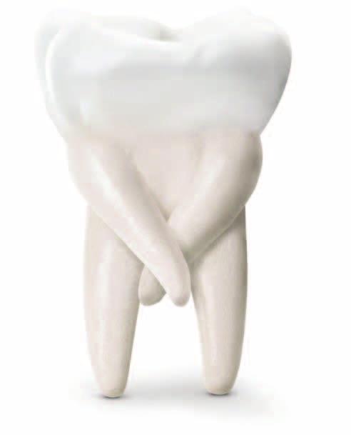Dobré Zprávy Endodoncie Platnost do 31.12.