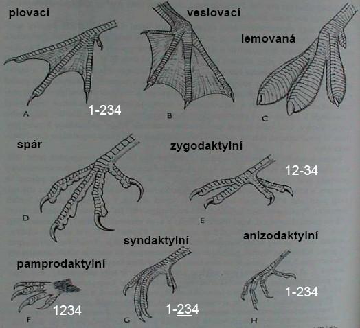 Nohy ptáků 1. Anisodaktylní - jeden prst dozadu, tři dopředu 2. Zygodaktylní - 2. a 3. prst dopředu, 1. a 4. prst dozadu šplhavci 3.