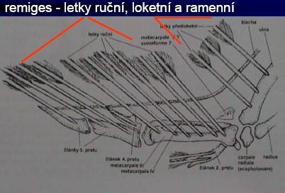 typy per: pennae (obrysová) = tectrices (hlava), remiges (letky), rectrices (rýdováky) plumae (prachová) filoplumae (vlasová) vibrisy (hmatová) opeření: neoptile (mláďata) - jen na
