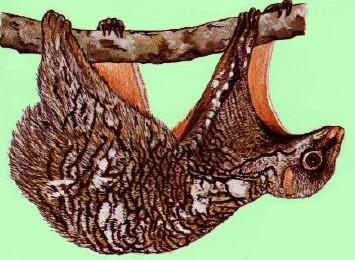 Dermoptera (letuchy) (2) - osrstěný kožní lem - pasívní klouzavý let (flying lemurs), přes 130 m, stromoví, soumračná aktivita, velké dopředu směřující oči - stereoskopické vidění, býložraví - dolní