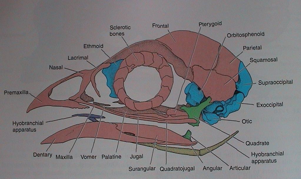 cranium: velká mozkovna a očnice; kinetická - kloub čelistní = articulare-quadratum (čtvercová kost) -squamosum; basipterygoidní kloub= palatina(patro)- pterygoidy (křídlaté k.