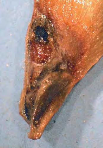 Obr. 1.