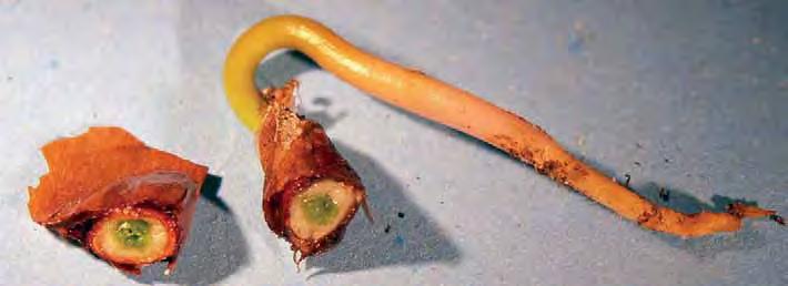 Resin vesicles on silver fir seed Statistické zpracování Vliv různých fází technologického zpracování (luštění v bubnové míchačce, odkřídlení a vyčištění) na poškození pryskyřičných váčků a na
