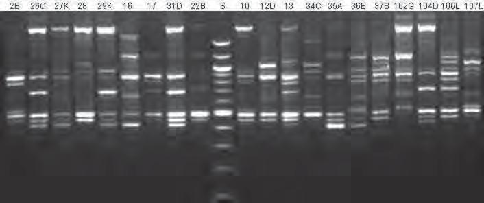 Dendrogram s graficky vyznačenou genetickou podobností sledovaných linií smrku byl vytvořen pomocí klastrové metody UPGMA (Unweighted Pair Group Method with arithmetic averages) za použití Jaccardova