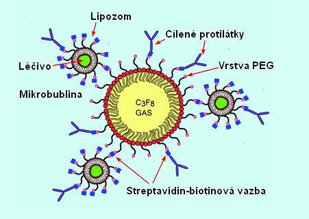 Obr. 19: Schéma mikrobubliny stabilizované vrstvou polyethylenglykolu. Na povrchu mikrobubliny jsou navázány cílené protilátky a lipozomy s enkapsulovaným léčivem značeným fluoresceinem.