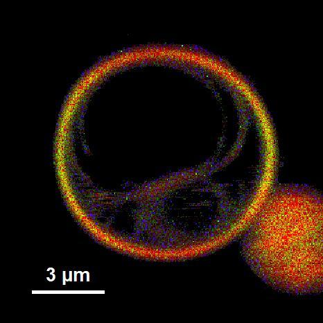 Obr. 24: RGB vizualizace mikrobubliny na bázi SonoVue s NR Na Obr. 25 můžeme vidět jednotlivé doby života excitovaného stavu NR znázorněné třemi barvami.