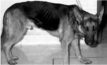 SELEKTIVNÍ IgA IMUNODEFICIENCE Etiologie: nejčastější porucha tvorby imunoglobulinů u psů. U N.O.plemenná predispozice, spojená možná s defektem T lymfocytů (hluboká pyodermie N.O.?, generalizovaná aspergilomykóza?