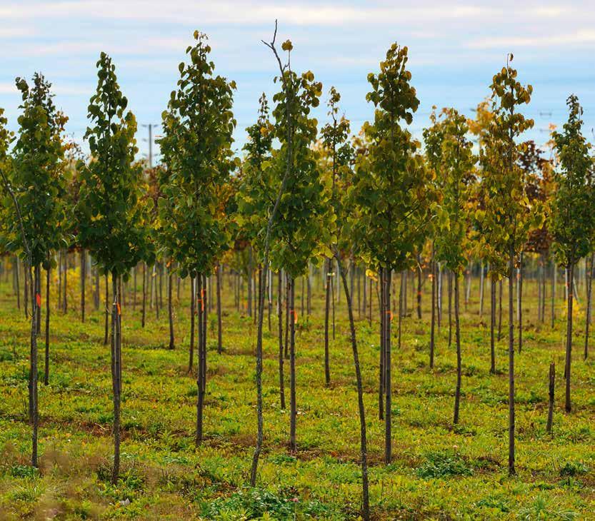 BioMant Ochrana proti plevelům na kulturních plochách s herbicidy, bio-herbicidy
