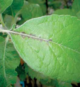 Hledanou chorobou tedy je: a) Puchýřovitá rakovina kůry (Pear blister canker) b) Žlábkovitost kmene jabloně (Apple stem growing virus) c) Infekční gumovitost jabloně