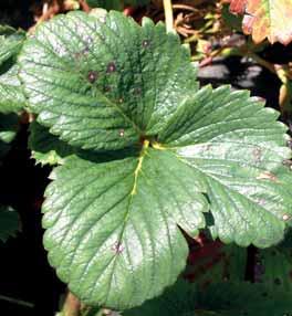 a) Bílá skvrnitost jahodníku (Mycosphaerella fragariae) b) Antraknóza jahodníku (Colletotrichum acutatum) c) Fialová skvrnitost jahodníku (Diplocarpon earlianum) 3