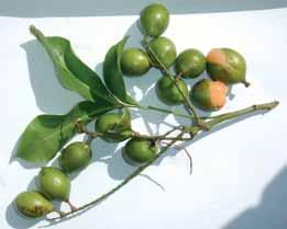 rinky vynikající na džemy. Téměř srovnatelný význam mají grapefruity a limetky. Limetky zde nahrazují citroník a u grapefruitů je značné využití na výrobu exportních koncentrátů.