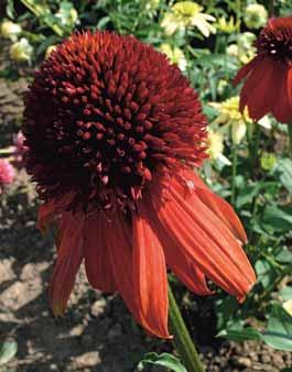 nenabízejí. V Botanické zahradě hl. m.