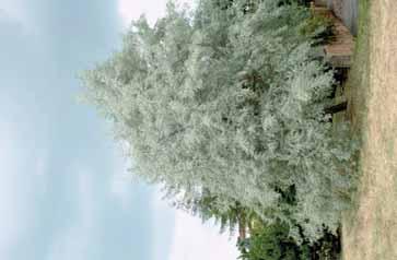 školkařství Elaeagnus angustifolia Koelreuteria paniculata květenství Platanus x hispanica Středozemního moře, přes Střední Asii, Mongolsko až po střední Čínu a Himálaj.
