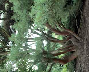 Listy jsou vějířovité, rozdělené na dva laloky, dlouze řapíkaté; jednotlivě nebo ve svazečcích po 3 5. Na podzim Pinus contorta Pinus densiflora Umbraculifera s výrazným žlutým zbarvením.