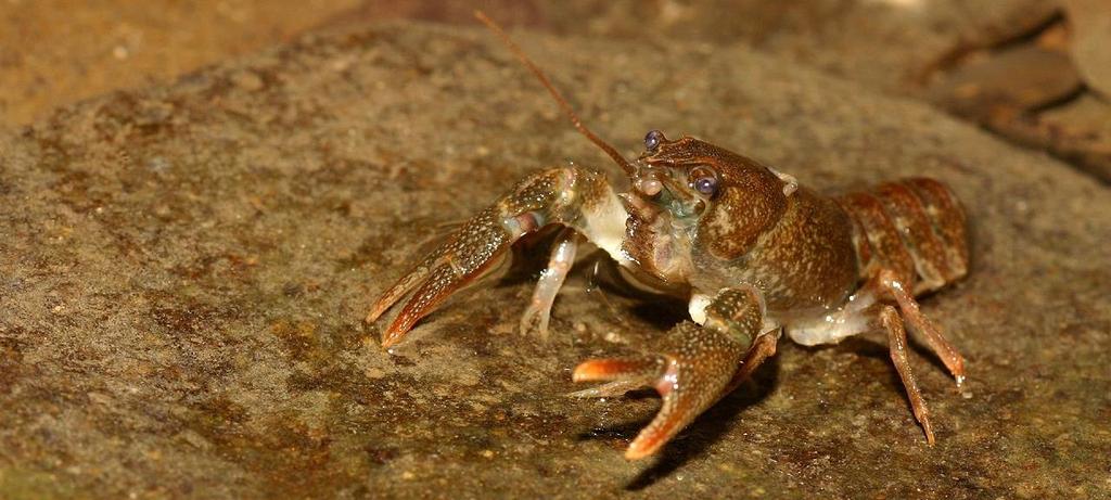 Obrázek 8-8 Rak kamenáč (Austropotamobius torrentium; foto: Christoph Leeb, CC BY-SA 3.0) MAGNETOVEC - SKALNÍ HŘIB Předmětem ochrany je bazanitový skalní hřib. Na JZ.