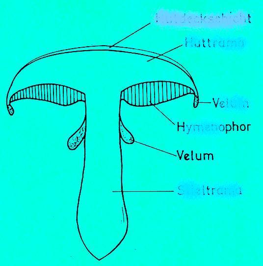 Basidiomycetes plodnice typu pilothecium diferenciovaná na