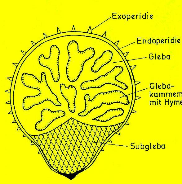 Basidiomycetes plodnice geastrálního typu