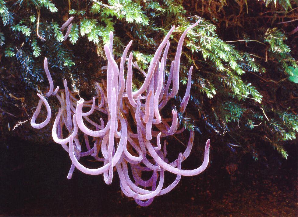 Clavaria purpurea